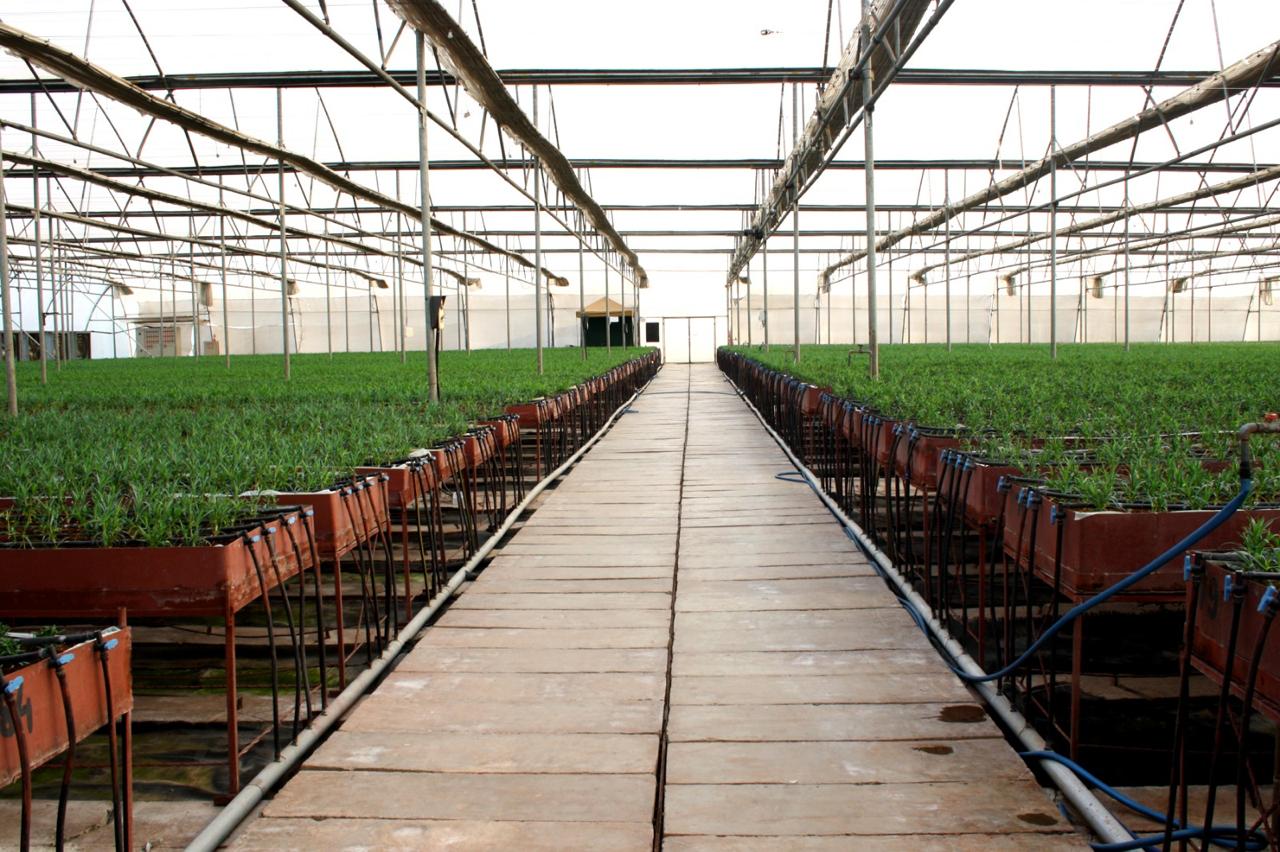 Greenhouse Project 68